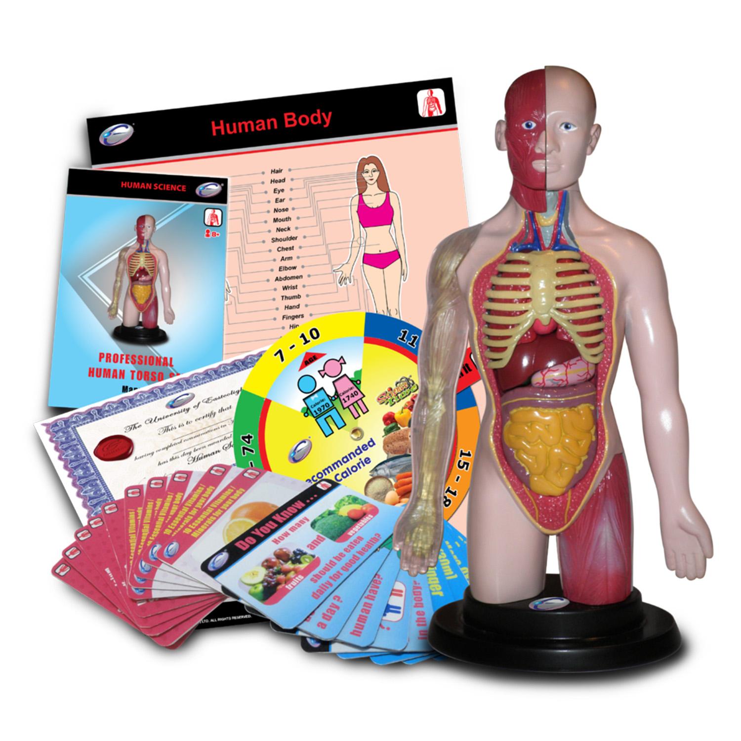 Eastcolight Science Professional Human Torso Set