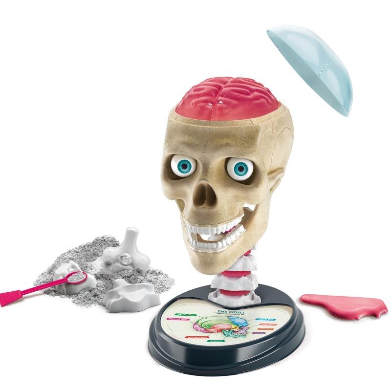 كلمنتوني - مجموعة علم التشريح