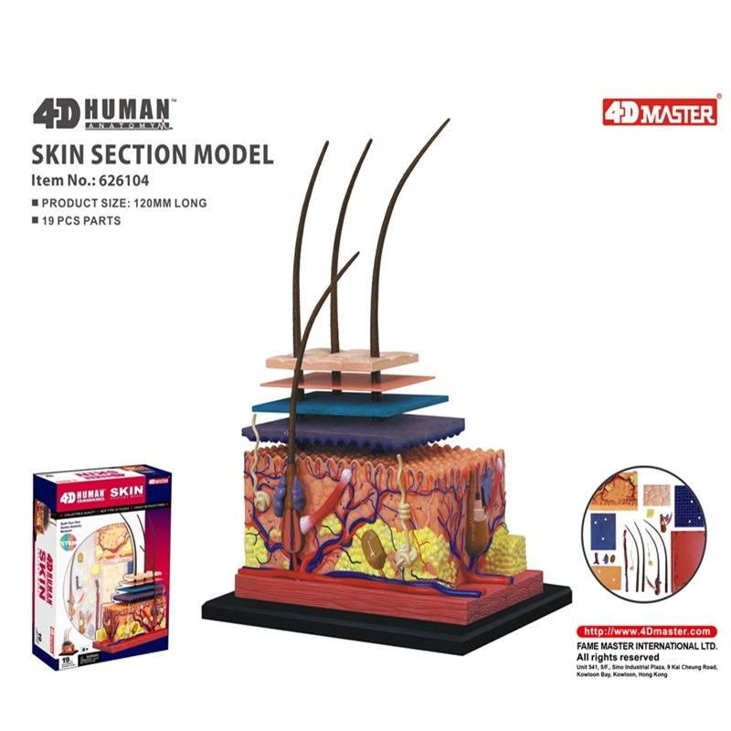 المجموعة التعليمية لجلد الانسان