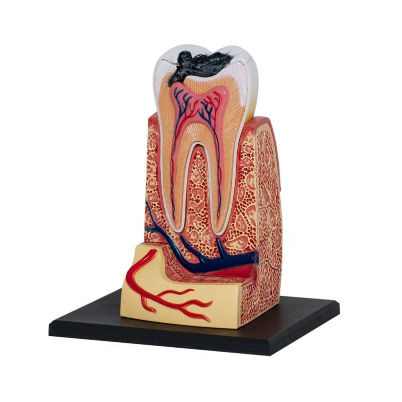 4D Human Anatomy - Triple Root Molar