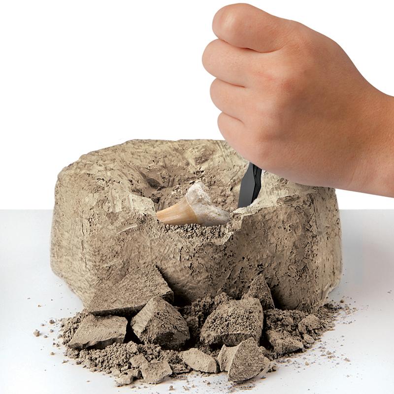 ديسكوفري - مجموعة اسنان القرش من الأثرية 2 قطعة