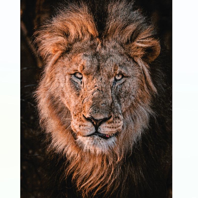 Ambassador - Wild Animal Families Donal Boyd 3x1000 Pcs - Shape 3