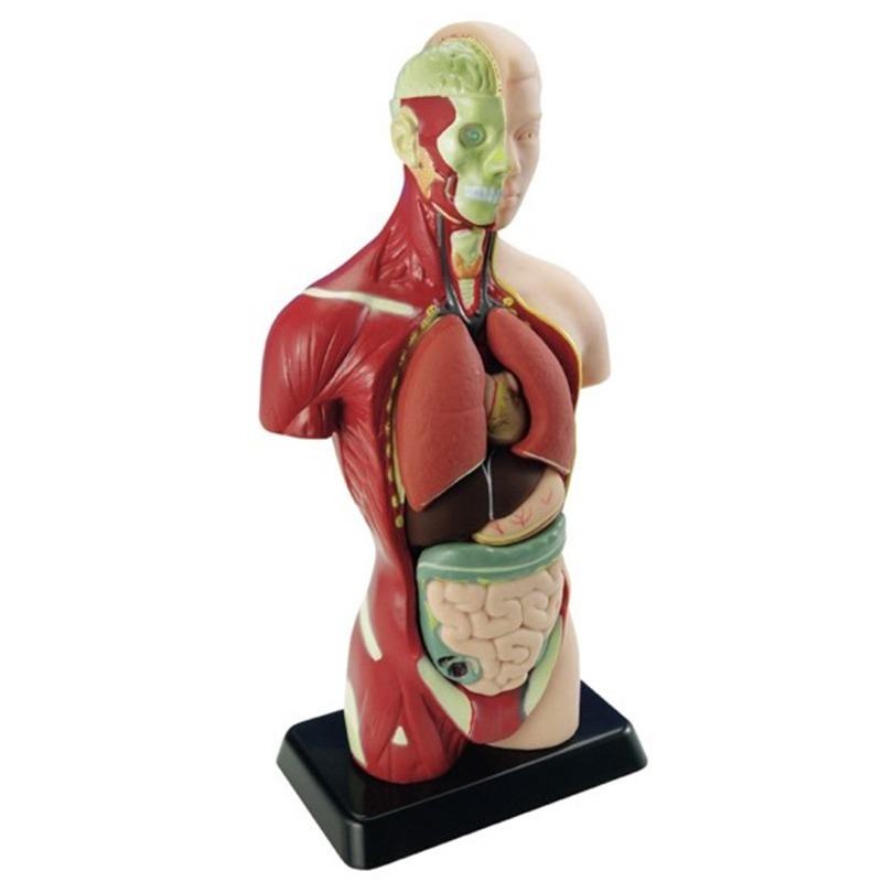 نموذج تشريحي لأعضاء الإنسان يتفاعل بتقنية الواقع الافتراضي