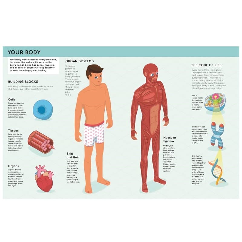 Lift The Flaps Human Body Book