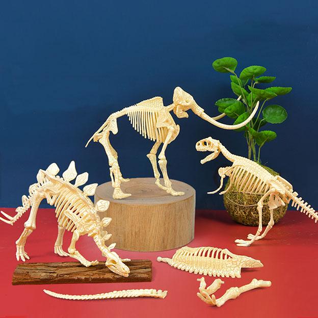 ميدير - مجموعة الهيكل العظمي للديناصور - ستيجوسورس