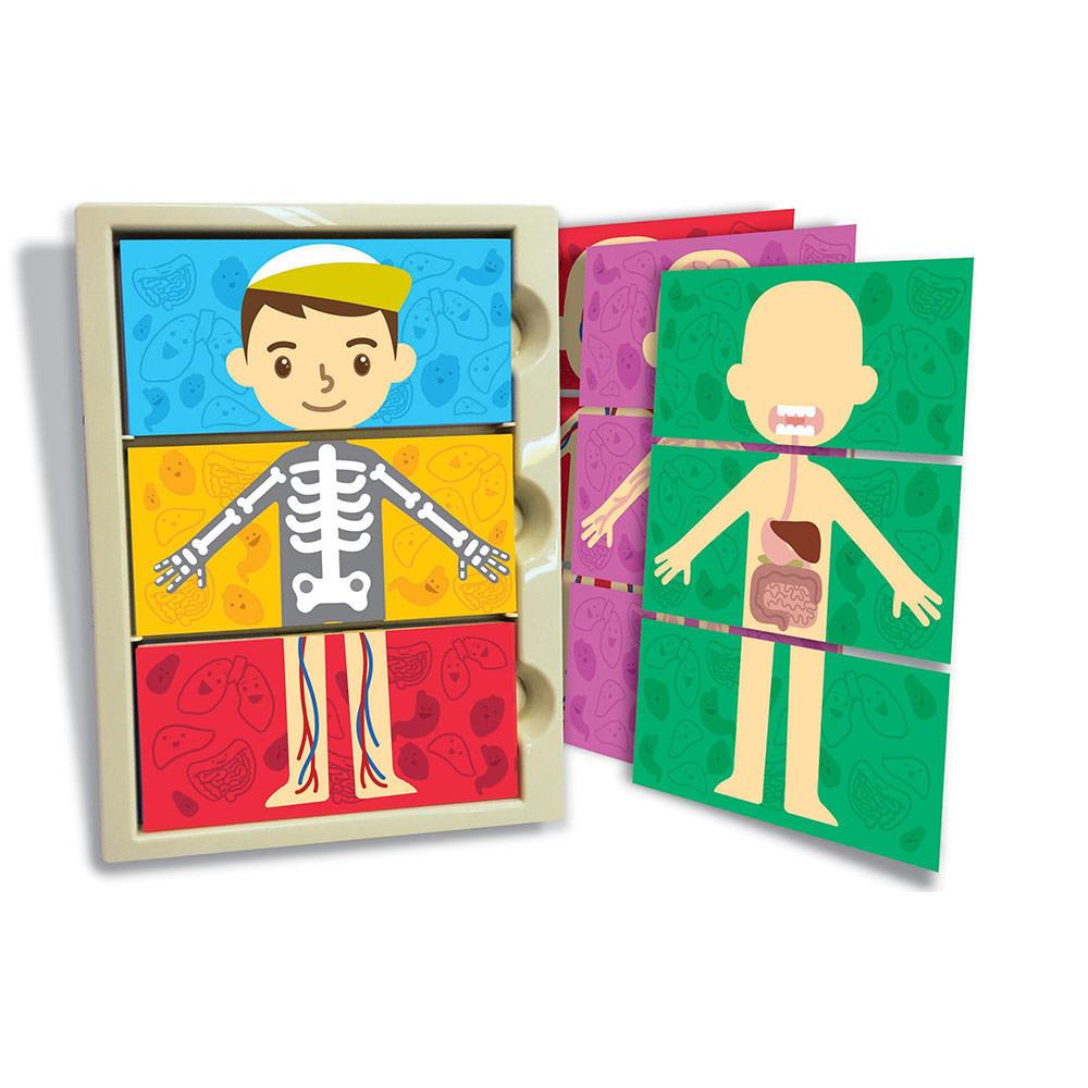 فور إم - الهيكل العظمي للإنسان والأعضاء الداخلية