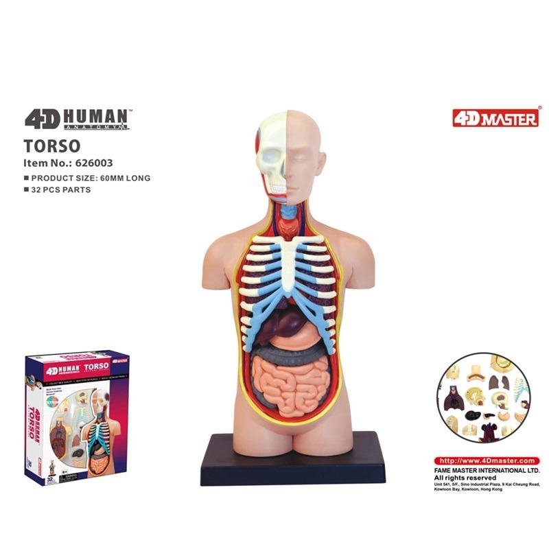 المجموعة التعليمية لتشريح جسم الإنسان - حجم صغير