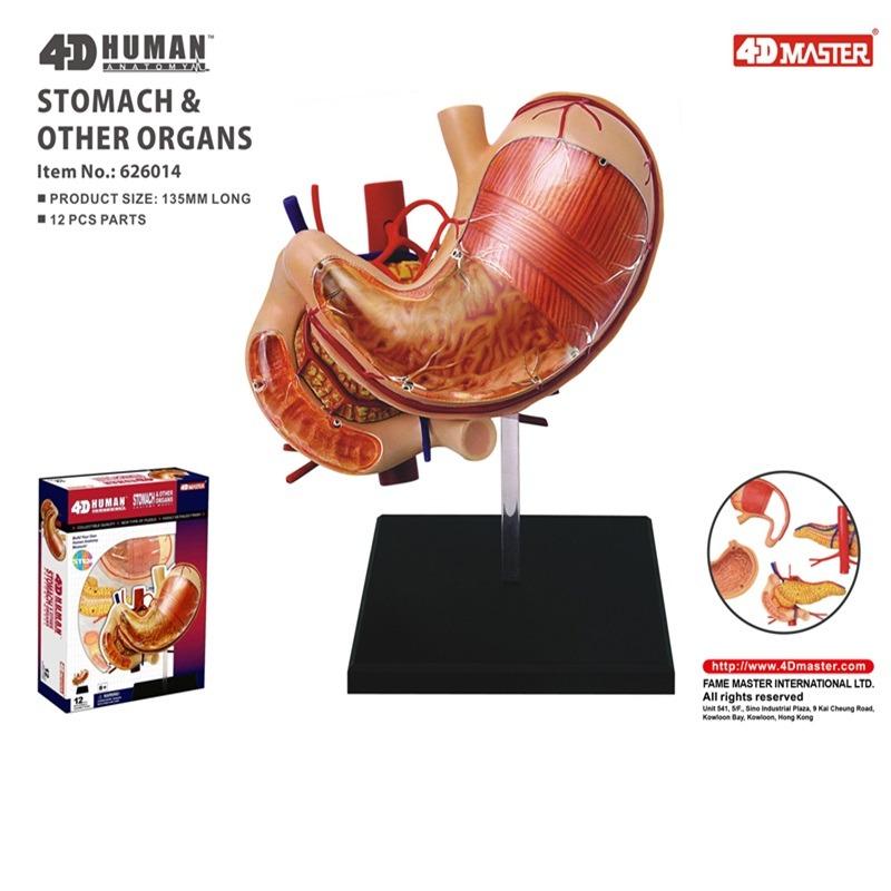 المجموعة التعليمية لتشريح المعدة البشرية