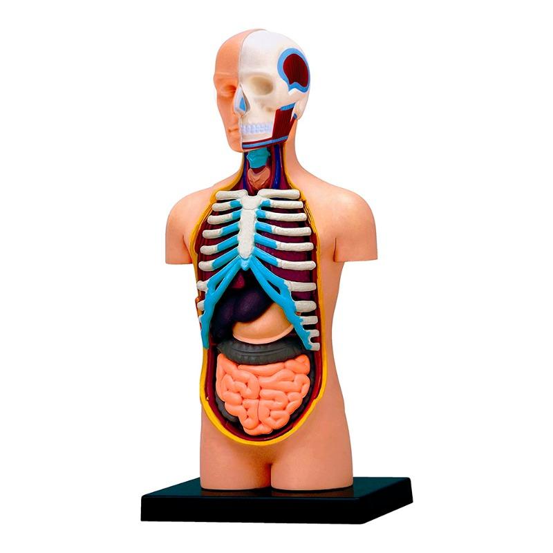 المجموعة التعليمية لتشريح جسم الإنسان