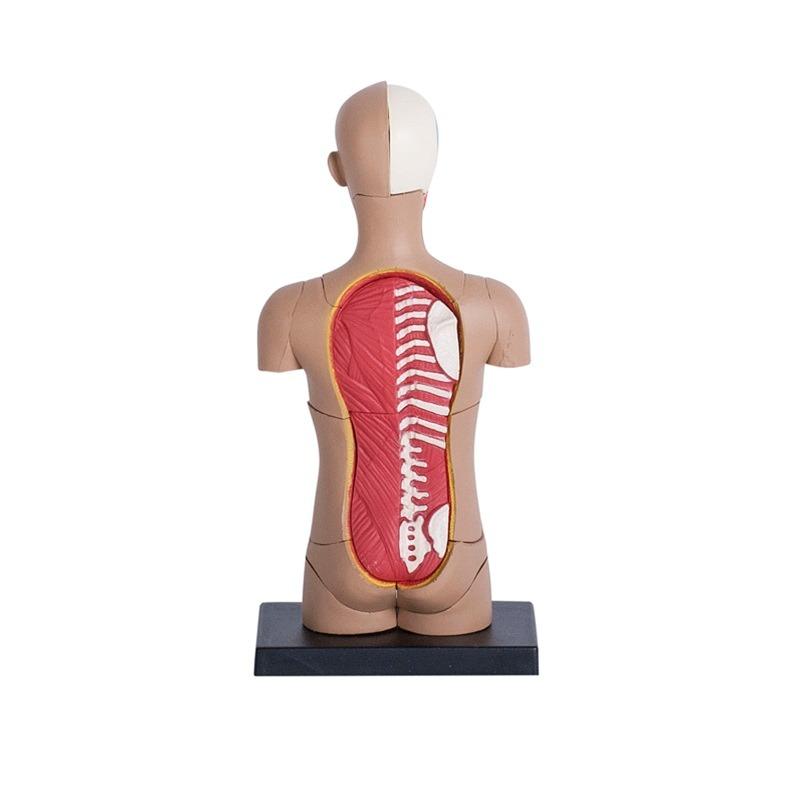 المجموعة التعليمية لتشريح جسم الإنسان - حجم صغير