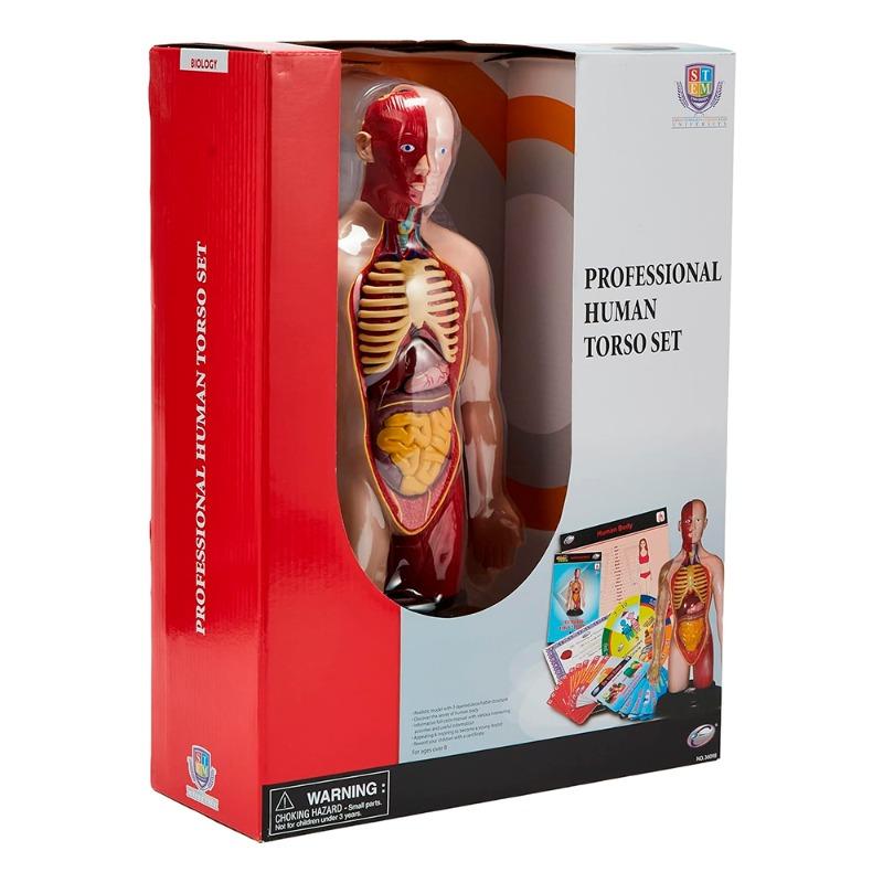 Eastcolight Science Professional Human Torso Set