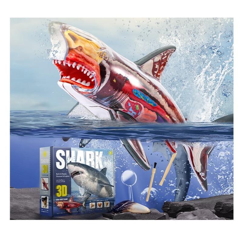 3D Shark Anatomy Set