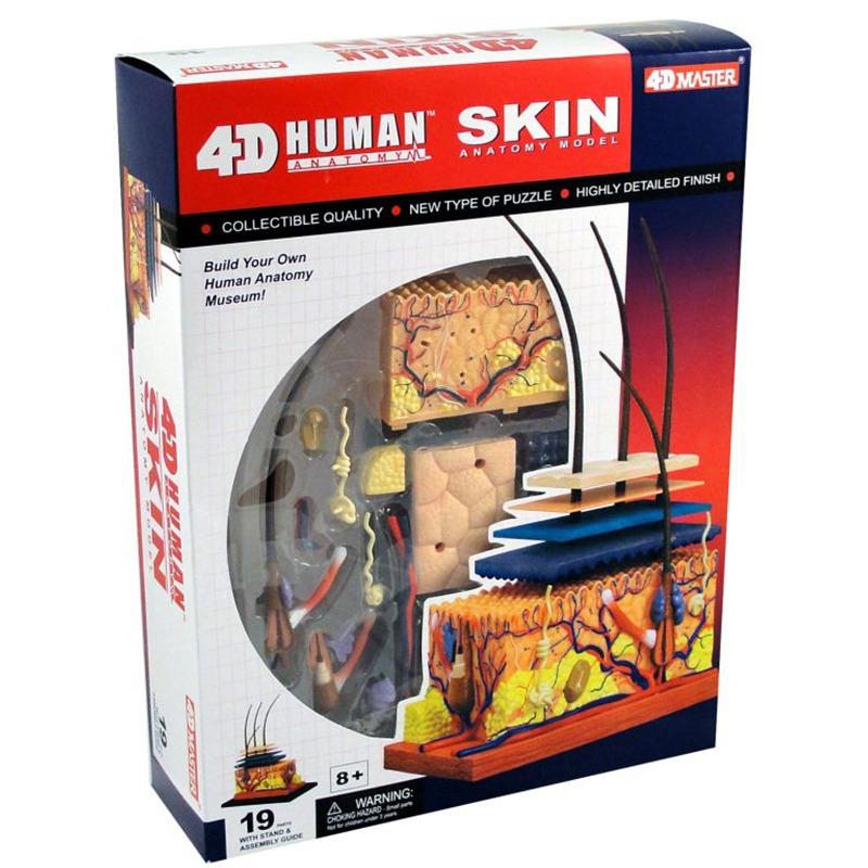 4D Master Human Anatomy Skin