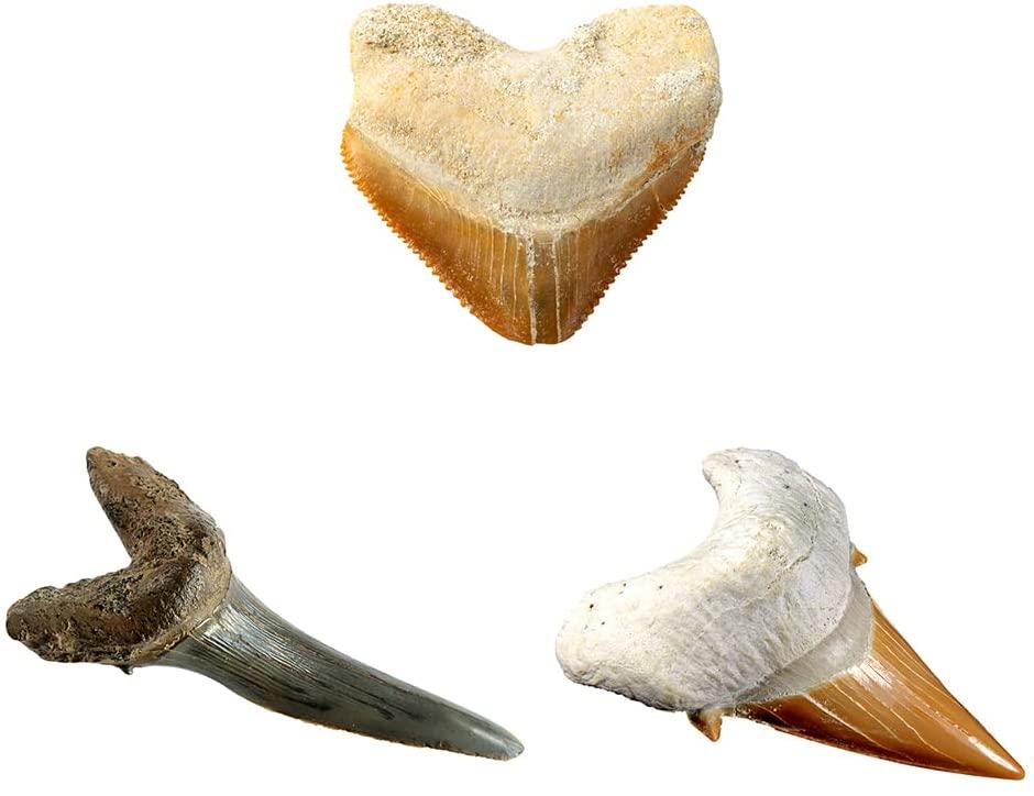 ناشيونال جيوغرافيك - مجموعة حفر أسنان القرش