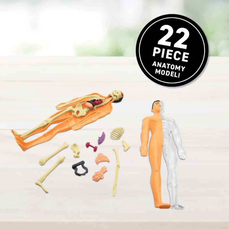 أبيكوس - مجموعة علوم الواقع الافتراضي نشاط التشريح البشري لجسم الإنسان