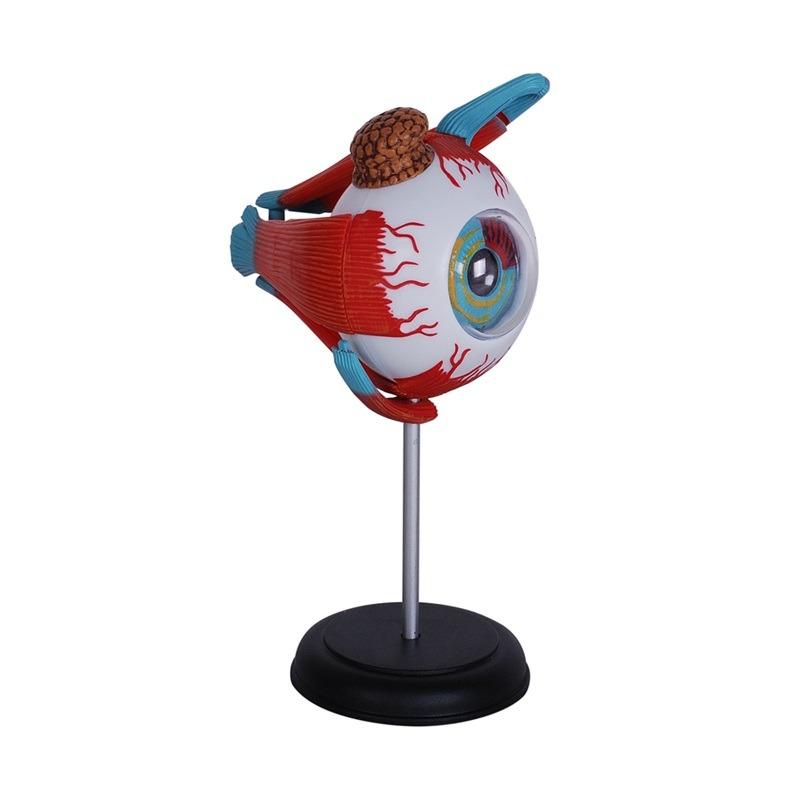 المجموعة التعليمية لتشريح العين البشرية