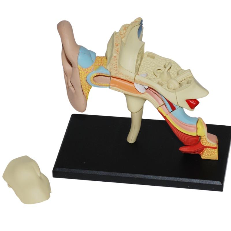 4D Human Anatomy - Ear