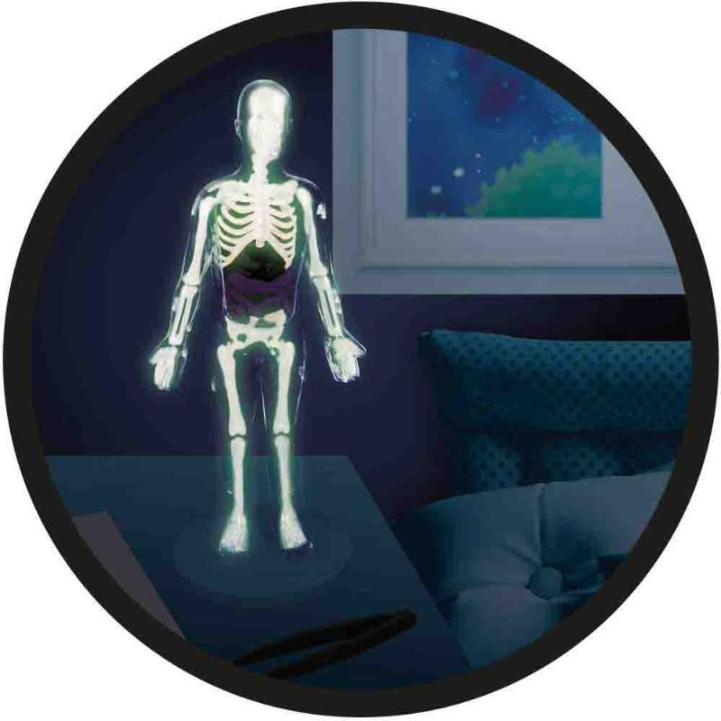 بوكي فرانس - مجموعة تعليم جسم الإنسان 12 تجربة تشريحية