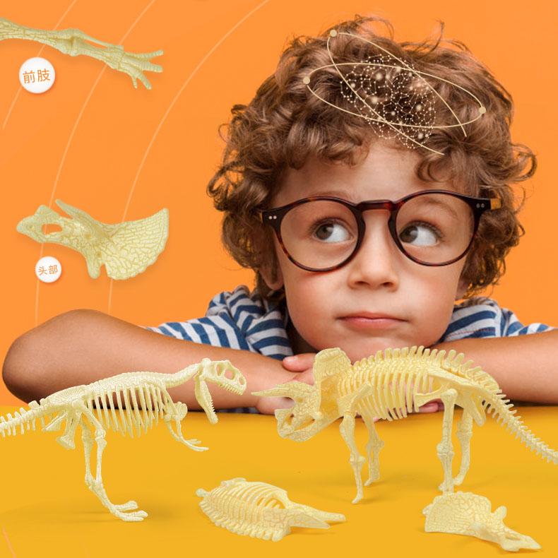 ميدير - مجموعة الهيكل العظمي للديناصور - ستيجوسورس