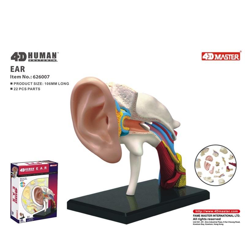 4D Human Anatomy - Ear