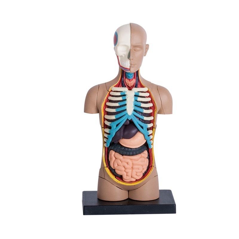 المجموعة التعليمية لتشريح جسم الإنسان - حجم صغير