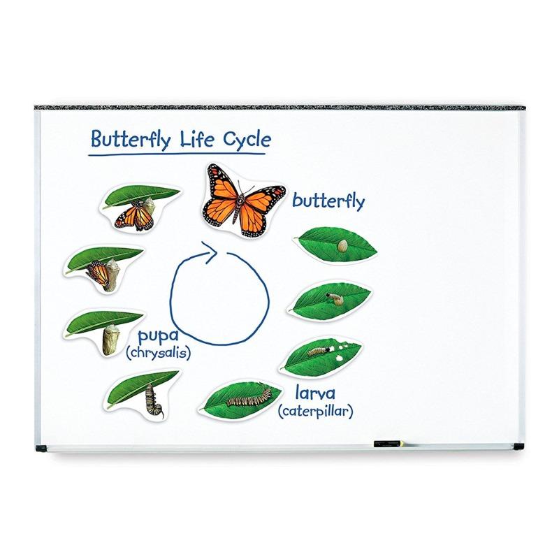 Giant Magnetic Butterfly Life Cycle