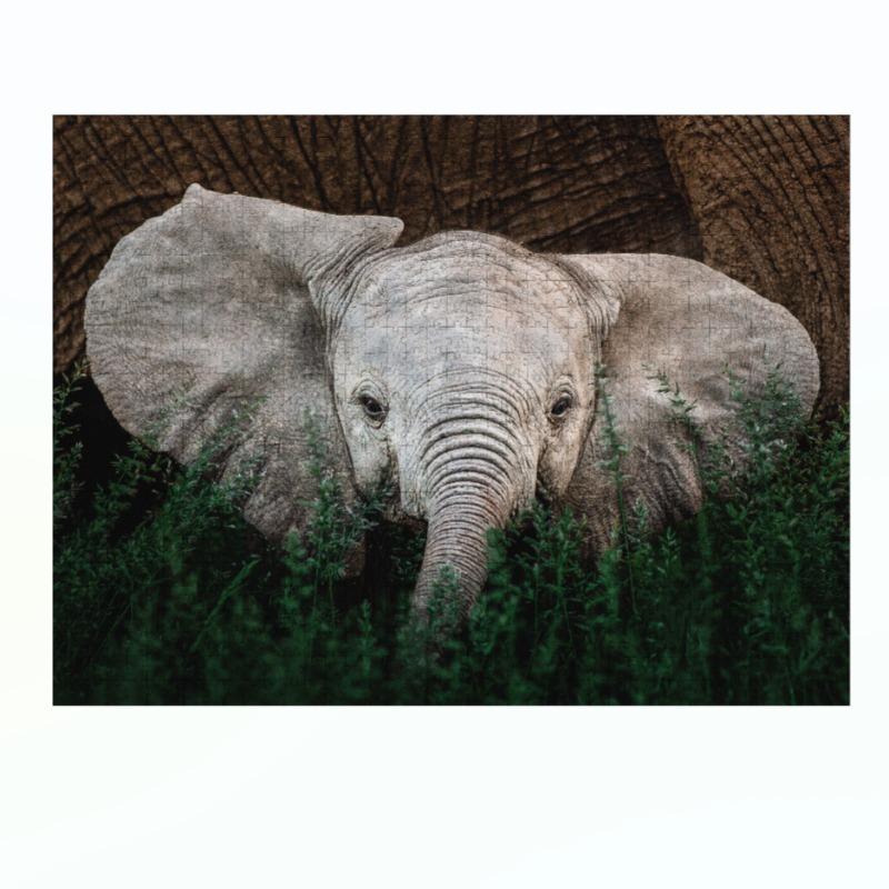 Ambassador - Wild Animal Families Donal Boyd 3x1000 Pcs - Shape 4