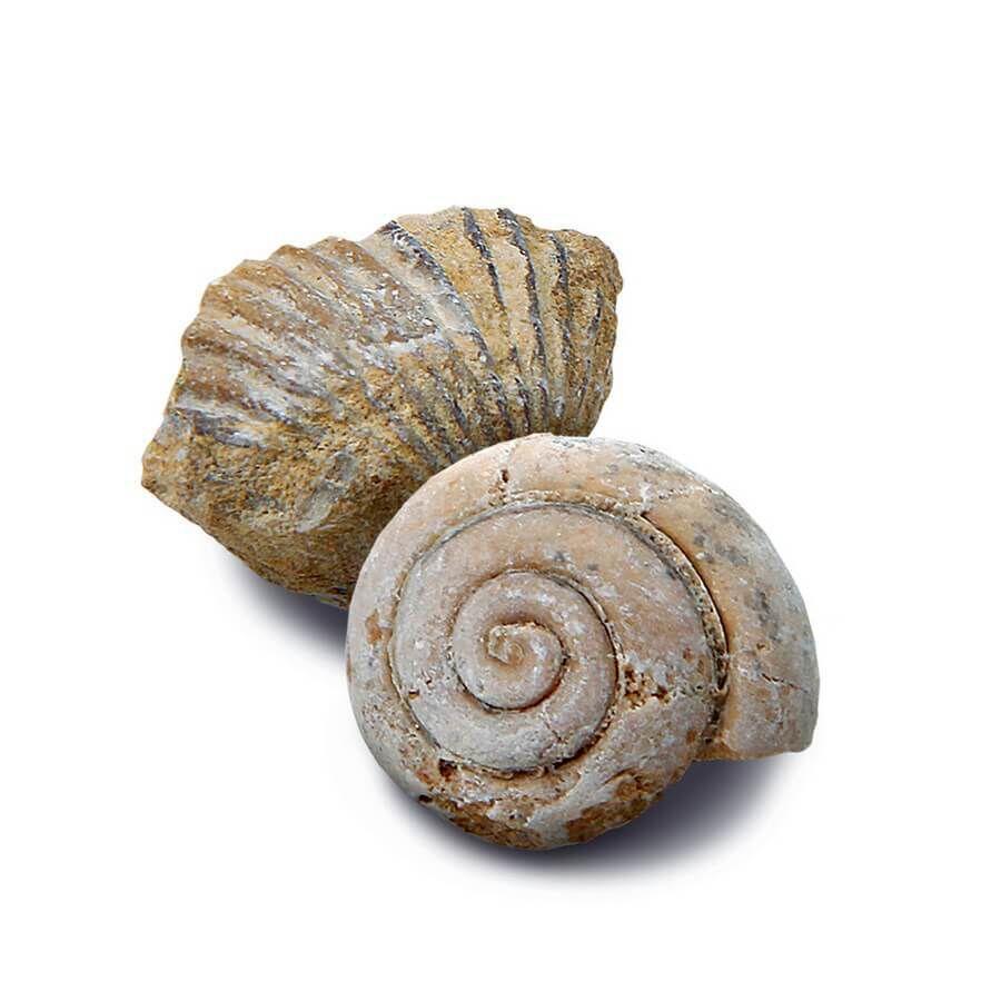 Discovery Mindblown Excavation Mini Fossil 2 Pcs