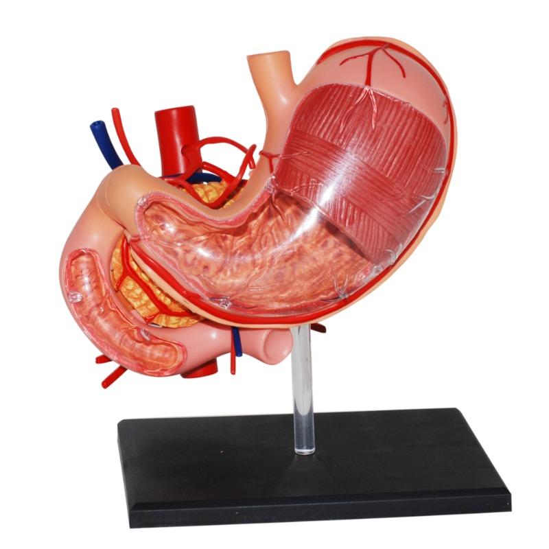 4D Human Anatomy - Stomach