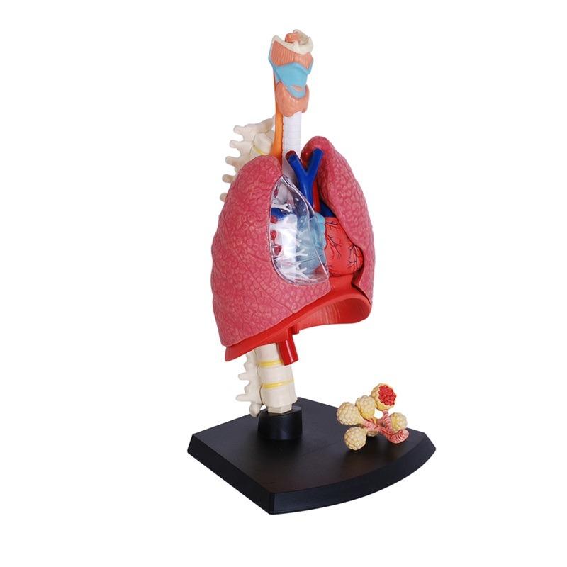 المجموعة التعليمية للجهاز التنفسي