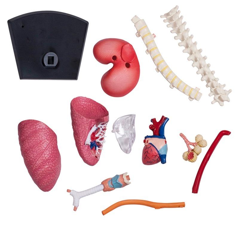 المجموعة التعليمية للجهاز التنفسي