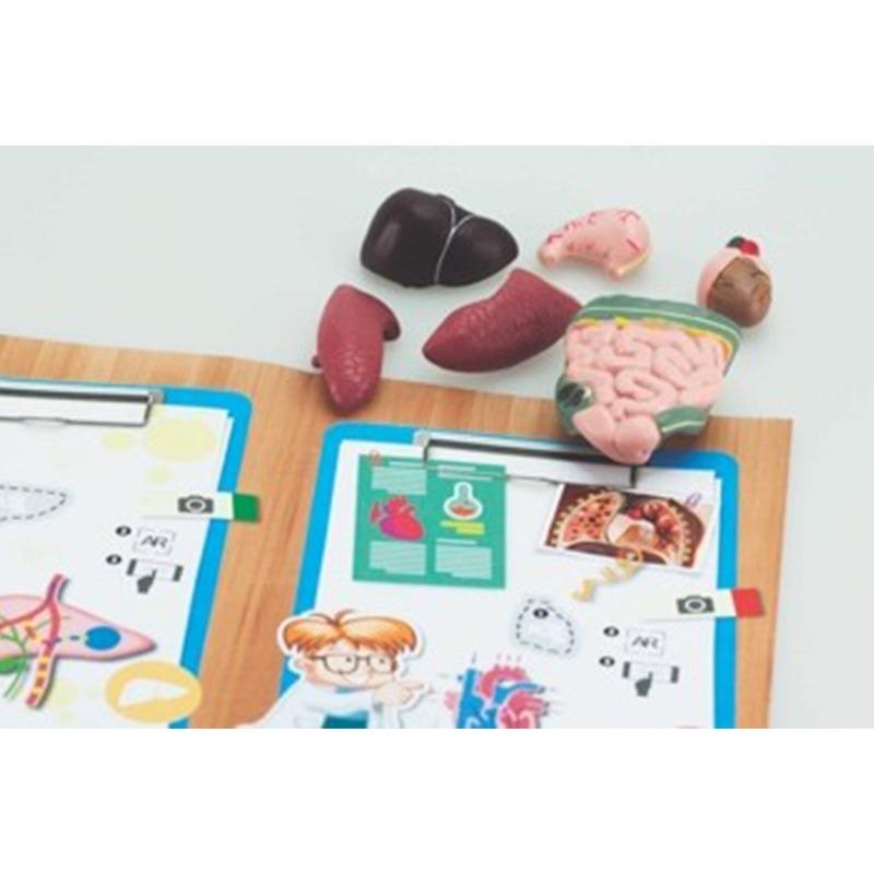 نموذج تشريحي لأعضاء الإنسان يتفاعل بتقنية الواقع الافتراضي