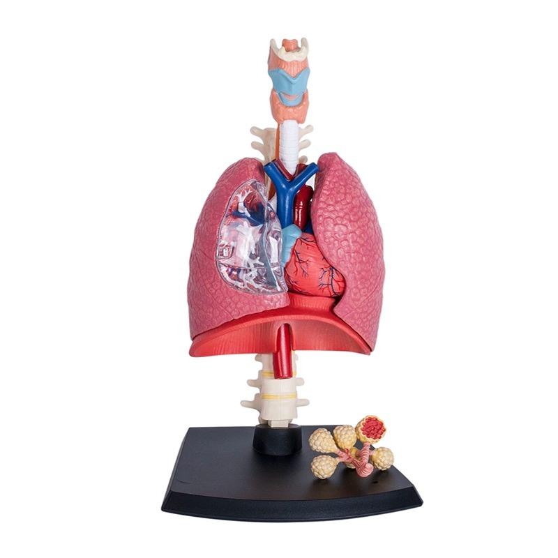 المجموعة التعليمية للجهاز التنفسي