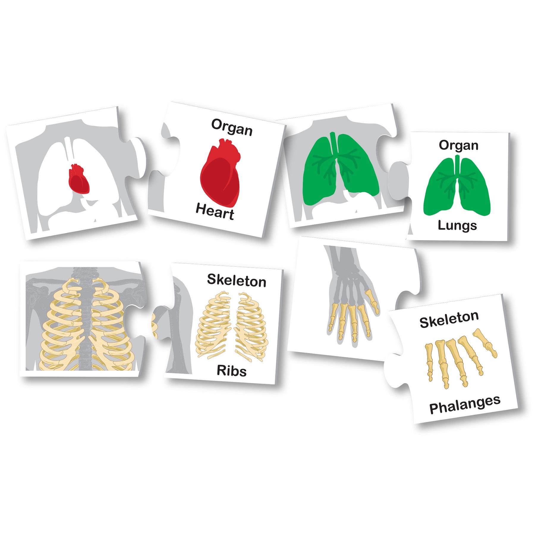 Learning Kitds Human Body