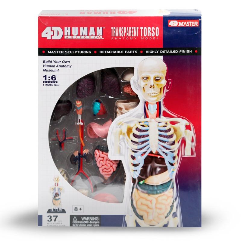4D Human Anatomy - Transparent Torso