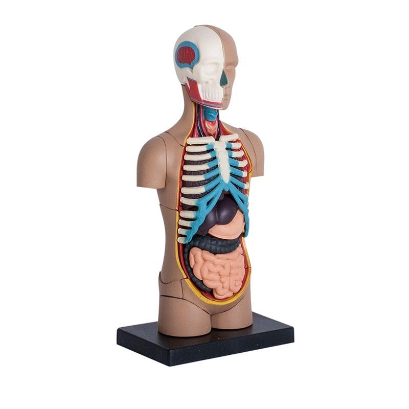المجموعة التعليمية لتشريح جسم الإنسان - حجم صغير