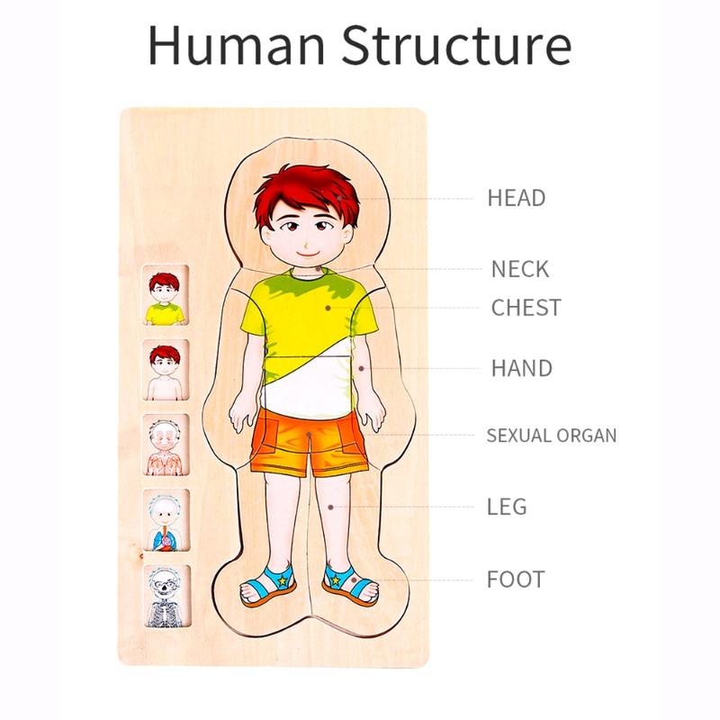 Onshine Your Body 5 Layers Wooden Puzzle