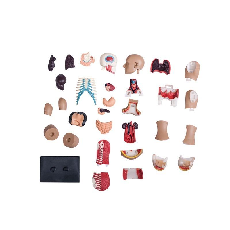 المجموعة التعليمية لتشريح جسم الإنسان - حجم صغير