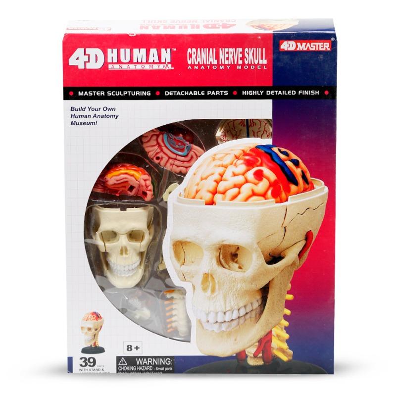 رباعي الأبعاد جسم الانسان - جمجمة