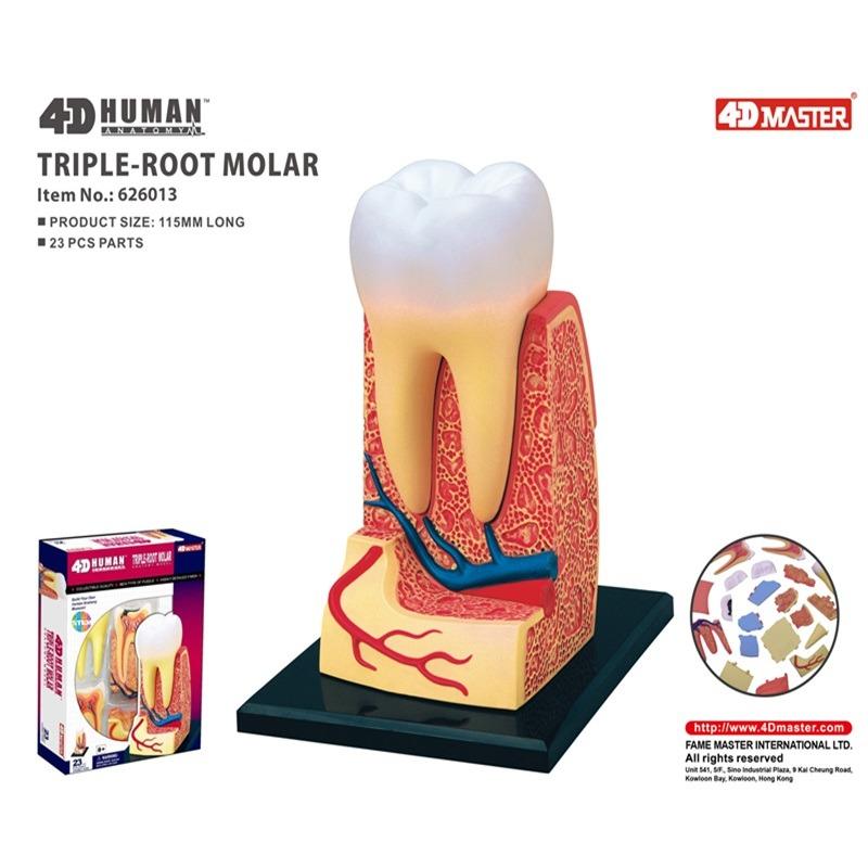 المجموعة التعليمية لتشريح جذور الضرس