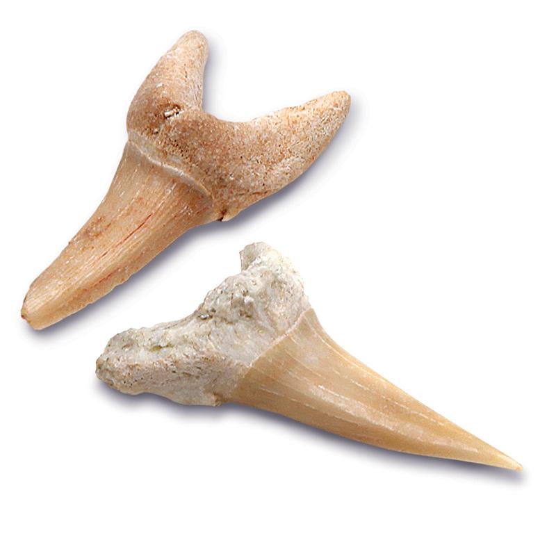 ديسكوفري - مجموعة اسنان القرش من الأثرية 2 قطعة