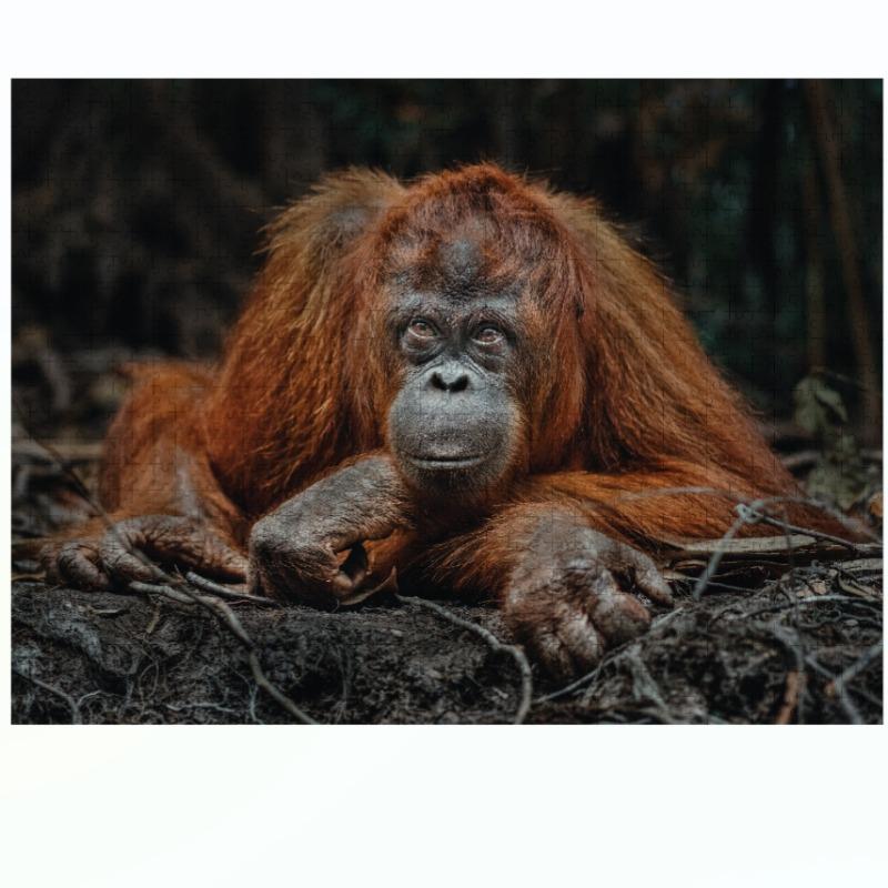 Ambassador - Wild Animal Families Donal Boyd 3x1000 Pcs - Shape 2