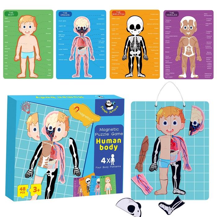 Magnetic Puzzle Game - Human Body