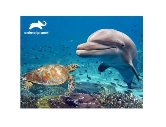 أنيمال بلانت - بازل الدولفين برايم ثلاثي الأبعاد 500 قطعة