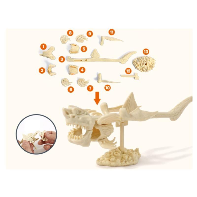 Shark Attack Digs And Paints Megalodon