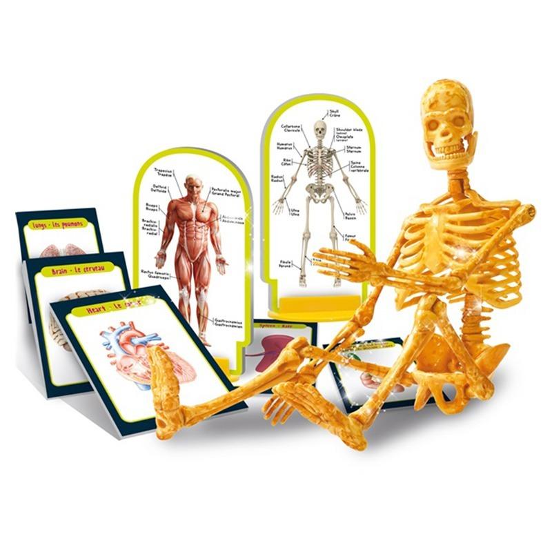 حزمة ليسياني مجموعة حفر آيم أجينيوس بريديتورز 2 في 1+مجموعة اكتشاف جسم الإنسان