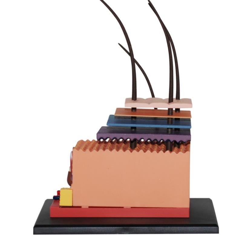 4D Human Anatomy - Skin Section Model