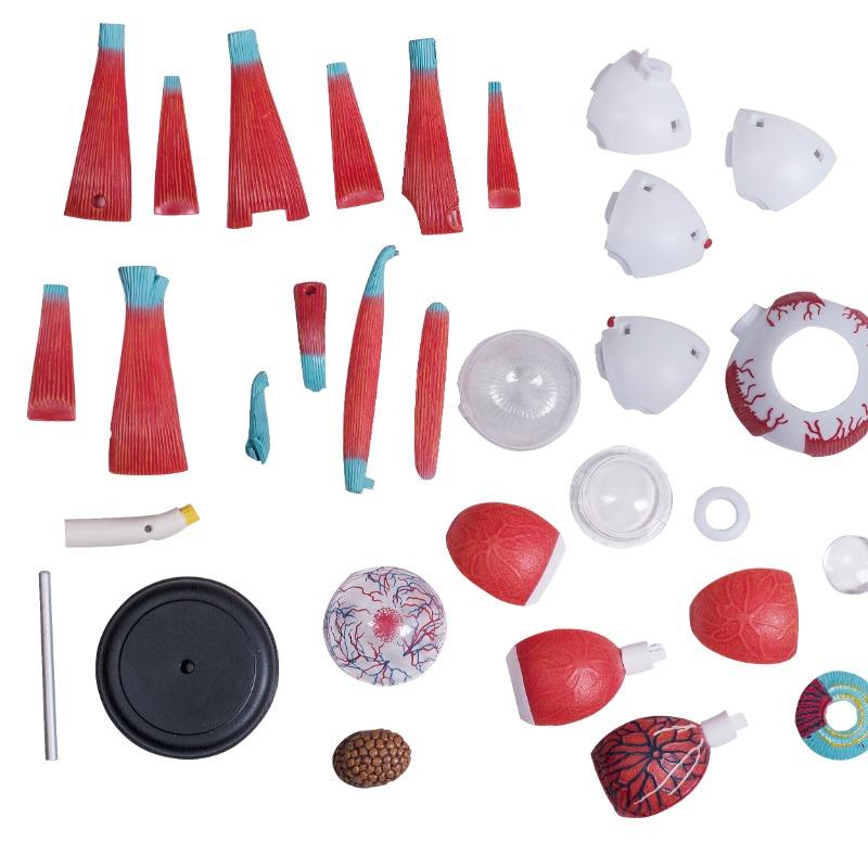 المجموعة التعليمية لتشريح العين البشرية