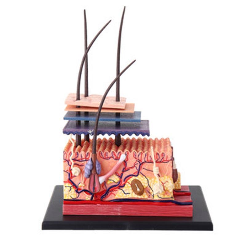 4D Master Human Anatomy Skin