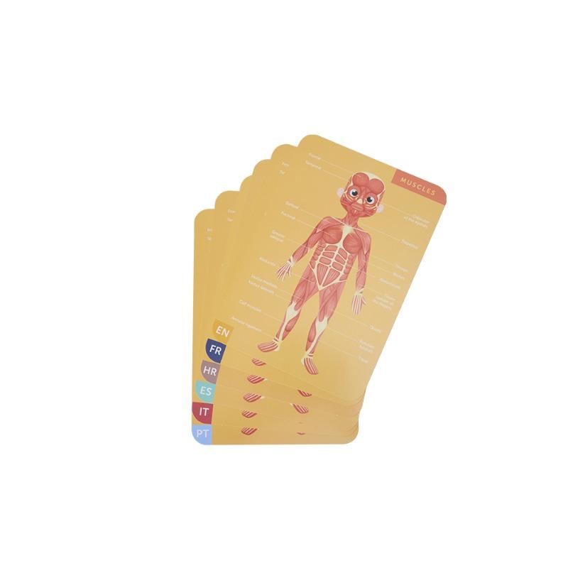 Human Body Puzzle Toy
